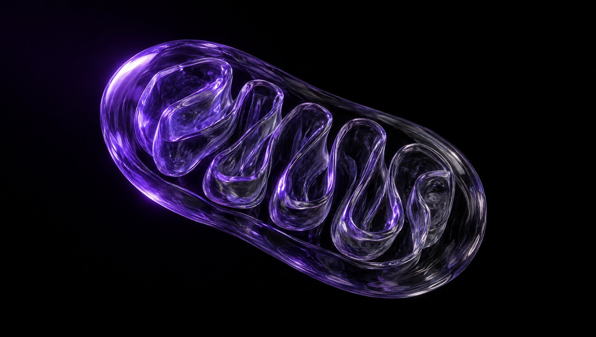A glass model of a mitochondrion, a translucent oval with folded inner membranes, lit from one side in violet against black.
